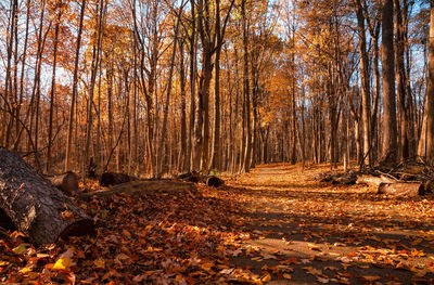 Trees in forest during autumn