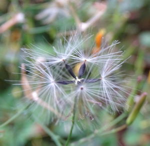 Close-up of dandelion