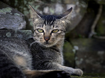 Close-up portrait of tabby cat