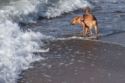 Dog walking on sea at beach