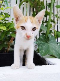 Close-up portrait of a cat