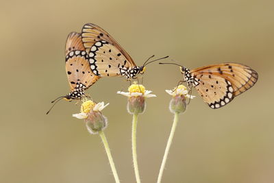 Butterfly perching