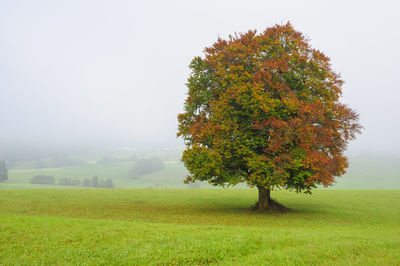 Tree on lawn against sky during foggy weather