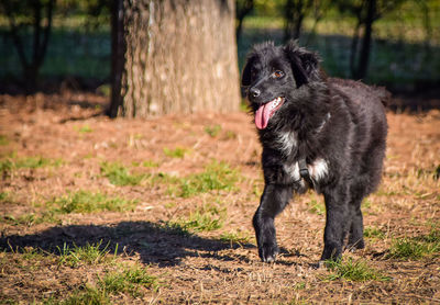 Black dog looking away