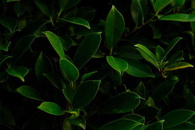 Full frame shot of green leaves