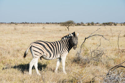 Zebra on a field