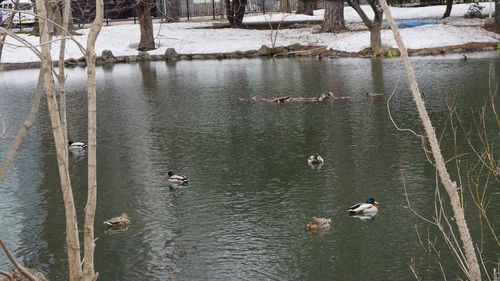 High angle view of ducks swimming in lake