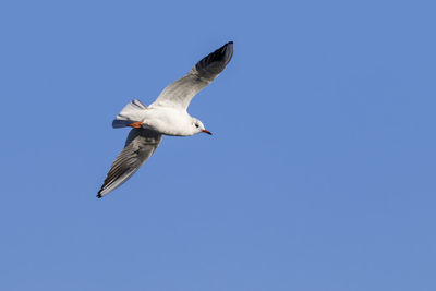 Low angle view of seagull flying