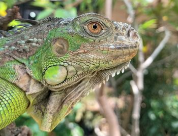 Close-up of green iguana on tree