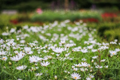 Close-up of white flowering plant on field