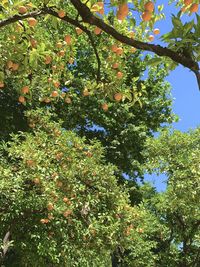 Low angle view of fruits growing on tree against sky