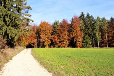 Scenic view of trees against sky