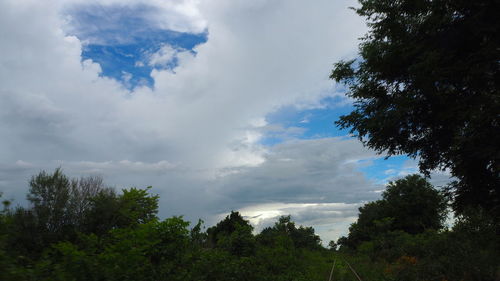 Low angle view of trees against sky