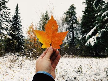 Cropped hand using maple leaf against trees in forest