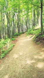 Walkway amidst trees in forest