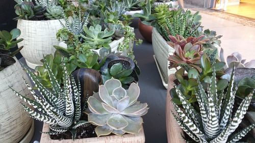 High angle view of potted plants on table