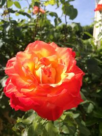 Close-up of red flower blooming outdoors