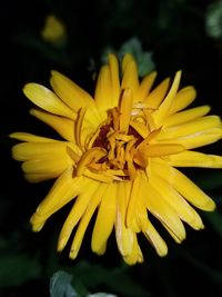 Close-up of yellow flower on black background
