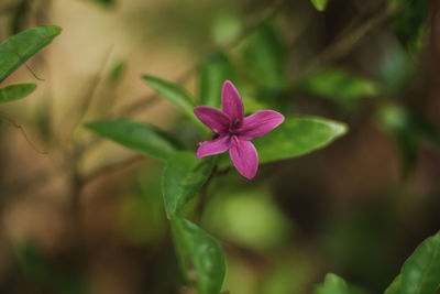 Close-up of pink flowering plant