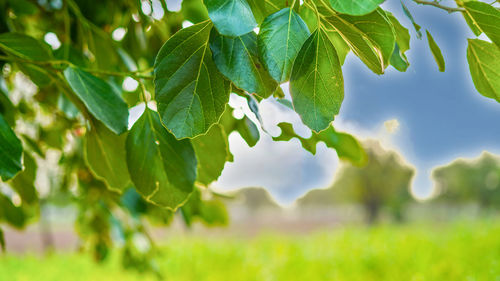 Close-up of fresh green leaves on plant