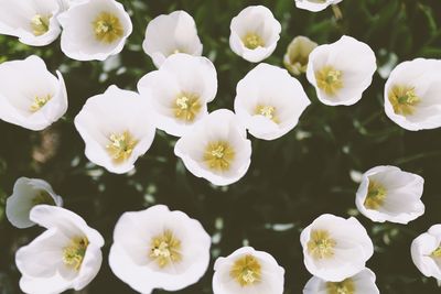 Close-up of white flowering plants