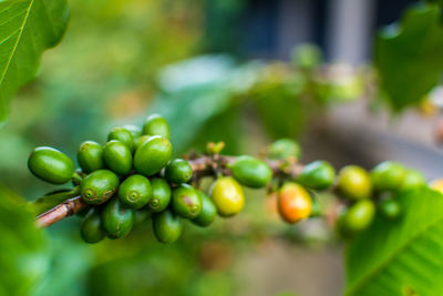 Close-up of grapes on tree