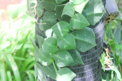 High angle view of potted plant