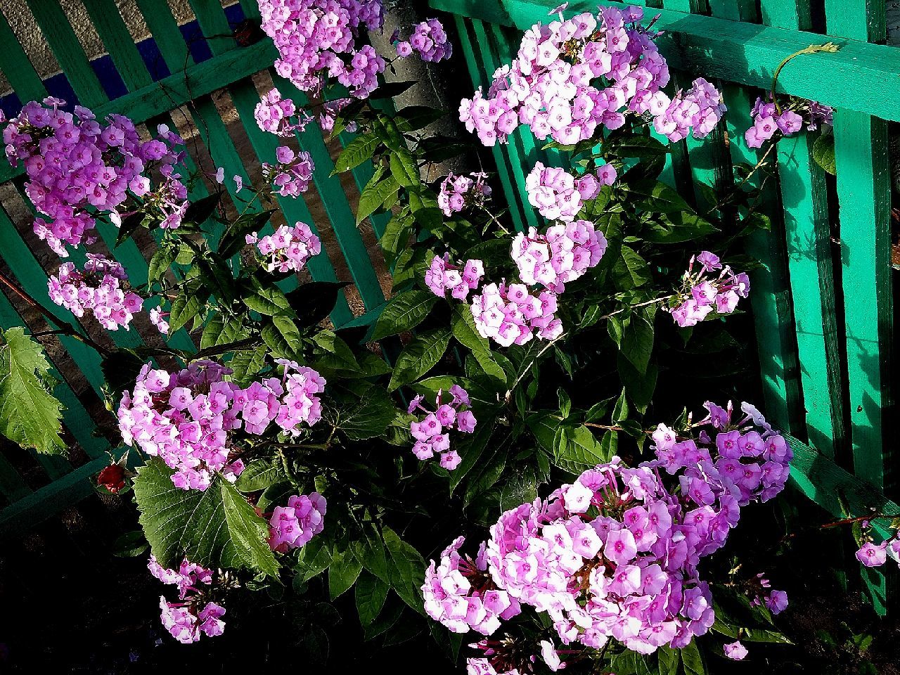 CLOSE-UP OF PURPLE FLOWERS