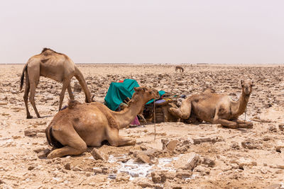 Sheep in a desert