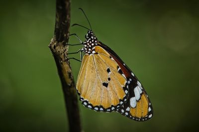 Close-up of butterfly on leaf