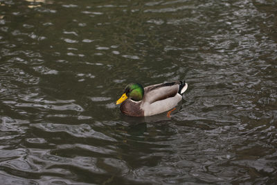 Duck swimming in lake