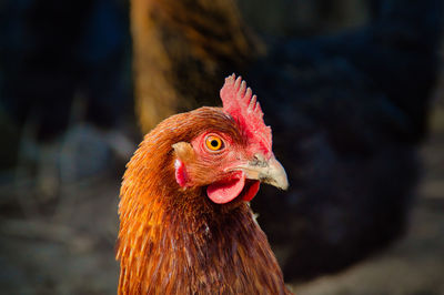 Close-up of rooster