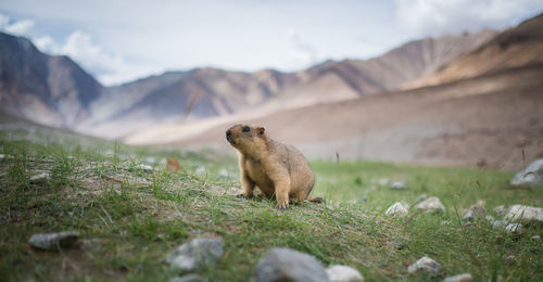 Squirrel on field