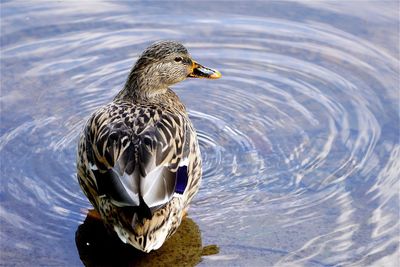 High angle view of mallard duck swimming in lake