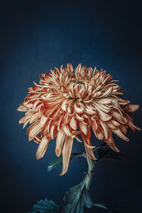 Close-up of pink flower against white background