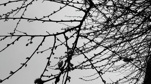 Low angle view of bare tree against sky