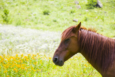 Portrait of red horse in the valley, svaneti, georgia