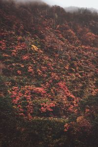 High angle view of trees in forest against sky