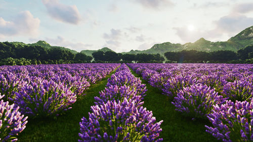 Purple flowering plants on field against sky