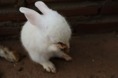 Close-up of white cat