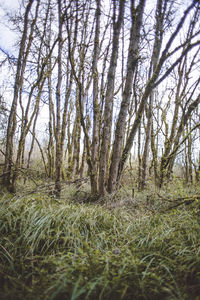 Trees growing in forest