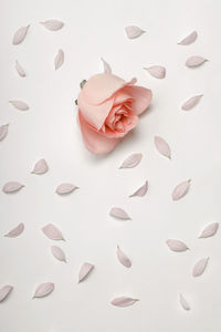 Close-up of roses against white background