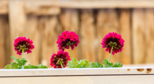 Close-up of pink flowers growing on window sill