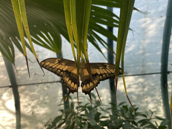 Close-up of butterfly on plant