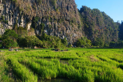 Scenic view of agricultural field against sky