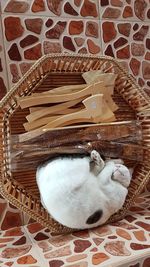 High angle view of cat in basket