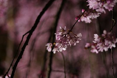 Close-up of cherry blossoms