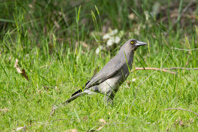 Bird on field