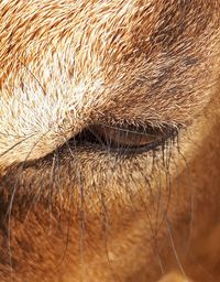 Full frame shot of cat