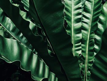 Full frame shot of leaves